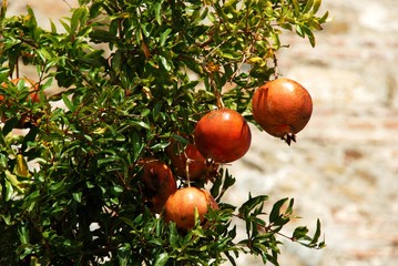 Pomegranate tree with ripe fruit, Benaque, Andalusia, Spain.
