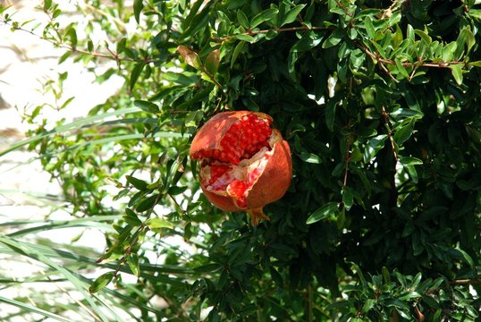 Pomegranate split open on tree, Benaque, Andalusia, Spain.