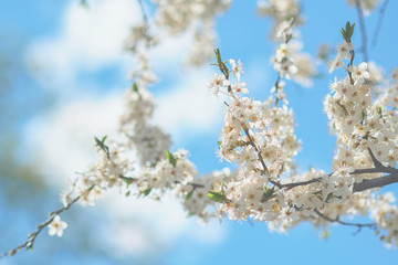 Cherry blossom . Spring flowers