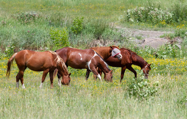 Naklejka na ściany i meble Three brown horses grazing in a pasture in early summer in Quebec, Canada