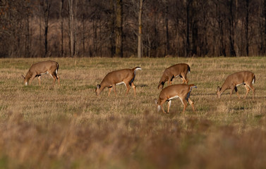 Naklejka na ściany i meble White-tailed deer females grazing in autumn during the rut in Canada
