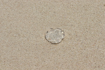 Fototapeta na wymiar Yellyfish on a beach
