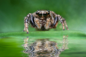 jumping spider reflected on water 