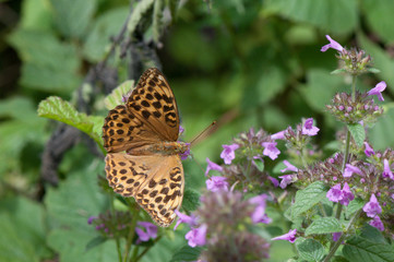 Schmetterling aus Deutschland