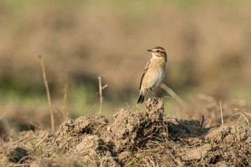 Braunkehlchen