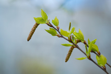Young spring green leaves bloom on the birch. Birch blossoms catkins (buds) on a white birch tree in early spring. 