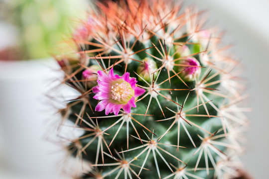 A flowering cactus in the soft spring light