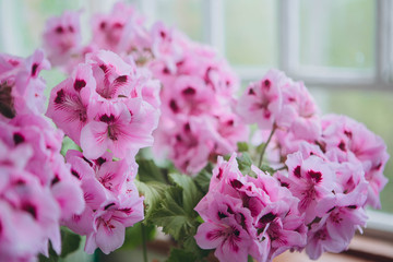 Fototapeta premium tsvitinnya korolivsʹkoyi pelarhoniyi 32/5000 flowering royal pelargonium