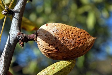 Ripe almond on a tree, Macharaviaya, Andalusia, Spain.