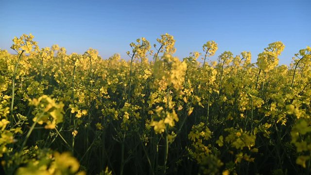 Close-up of yellow flowers of canola, blooming rapeseed in the golden hour before sunset