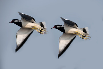 Two beautiful birds flying 
