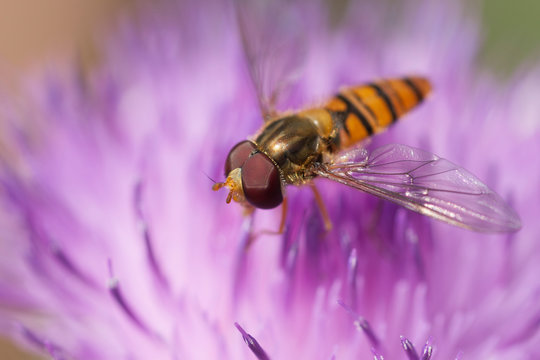 hover fly on purple thistle flowerhead syrphus ribesii

