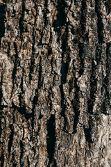 Texture of tree bark closeup
