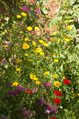 border of mixed flowers in a cottage garden
