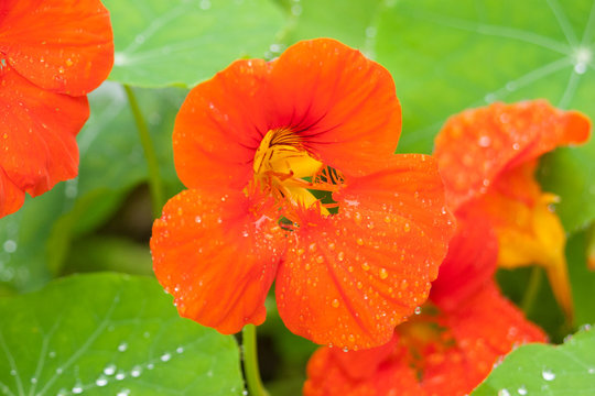 orange nasturtium flower with water droplets. Tropaeolum
