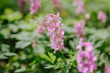 Corydalis cava early spring wild forest flowers in bloom, white violet purple flowering ground beautiful small plants with green leaves