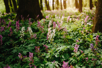 Obraz premium Corydalis cava early spring wild forest flowers in bloom, white violet purple flowering ground beautiful small plants with green leaves