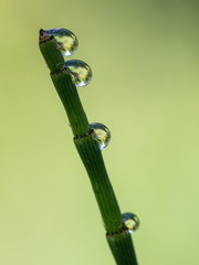 Close-up of dewdrops on a horsetail stem