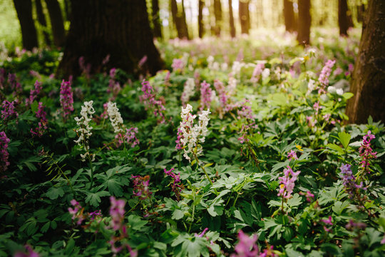 Corydalis Cava Early Spring Wild Forest Flowers In Bloom, White Violet Purple Flowering Ground Beautiful Small Plants With Green Leaves