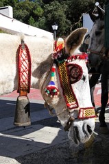 Obraz premium Horse with a bell around its neck, Juzcar, Andalusia, Spain.