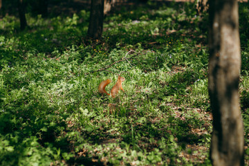 Squirrel runs on the grass in the park