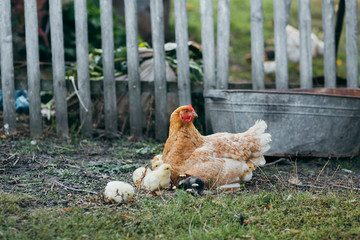 Chicken family in the yard.