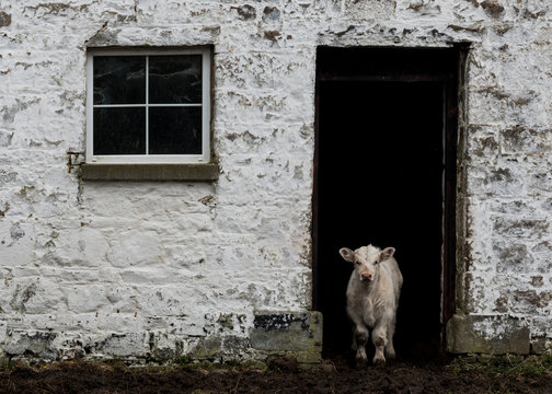 Calf in door