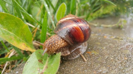 snail