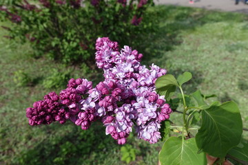 Half opened flowers of double cultivar of lilac