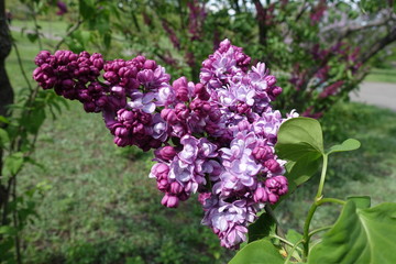 Opening flowers of double cultivar of lilac in May