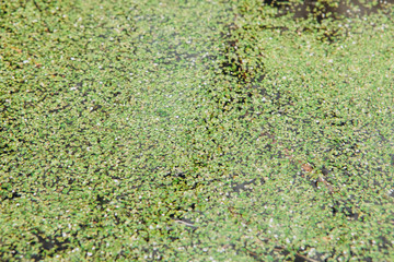 Duckweed covered on the water surface