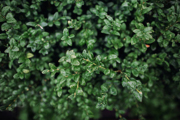 Leaves of a Buxus plant. Green, texture, background