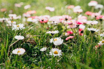 Closeup of daisy in garden . Bellis perennis © Iryna