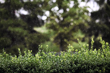 Wonderful rain in the garden of springtime