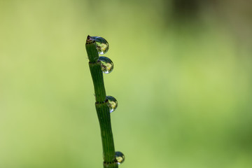 Close-up of dewdrops on a horsetail stem