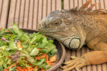 Iguana eating a bowl of salad