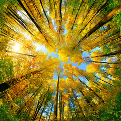 Extreme wide angle upwards shot in a forest, magnificent view to the colorful canopy with autumn...