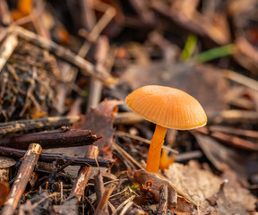 small orange mushroom coming out of ground amongst twigs and dry leaves