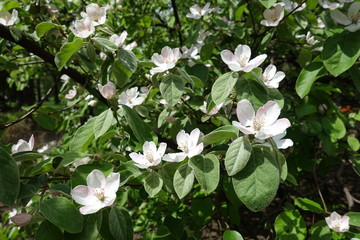 Blooming branch of quince tree in May