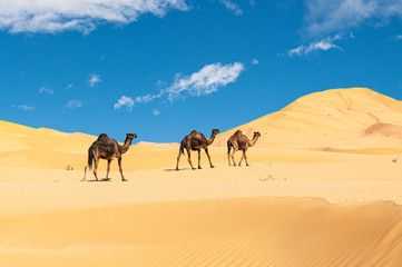 Fototapeta na wymiar Group of dromedaries in the Omani Rub al-Chali Desert