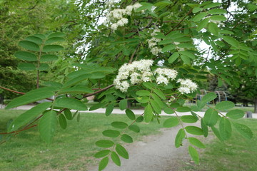 Blossoming branch of rowan tree in May