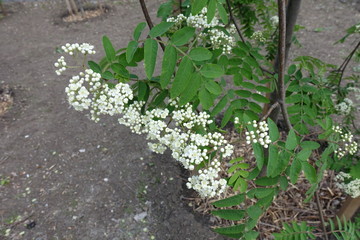 Buds and white flowers of rowan in May