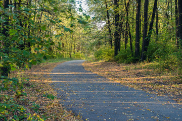 road in the woods