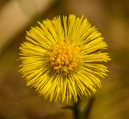 coltsfoot (Tussilago farfara) flower detail