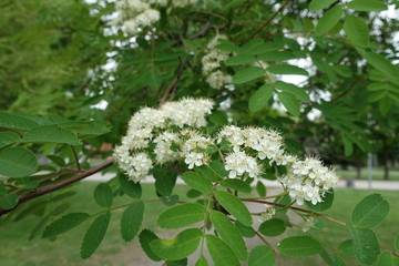 Ivory white flowers of rowan in May