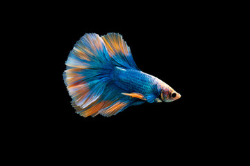 Swimming Action of Colorful Halfmoon blue and orange betta or bite fish isolated on black background