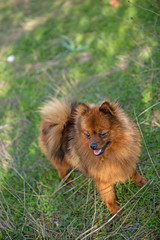 Fototapeta na wymiar little Pomeranian dog in the green field