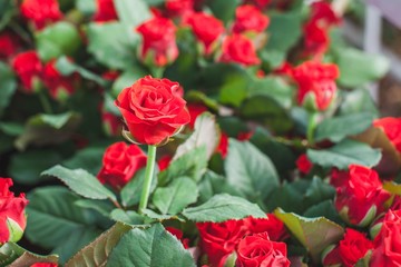 El Toro, Red Mountain Peak, Toro, Uncle Joe rose on a flower bed