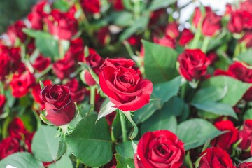 Grand Prix dark red rose bush
