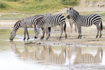 Fototapeta na wymiar Common or Plains Zebra (Equus quagga) herd, drinking water with reflection, Ngorongoro crater national park, Tanzania